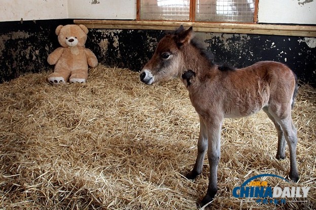 孤苦伶仃马驹把泰迪熊当妈妈 形影不离依偎撒娇