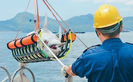 香港水警将中华白海豚尸体捞起。香港星岛日报图