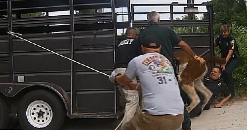 落跑美洲驼嚣张“拒捕”向警方喷口水 被电击终服软