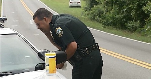 落跑美洲驼嚣张“拒捕”向警方喷口水 被电击终服软