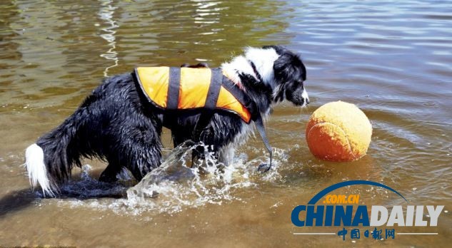 英山地搜救犬成功“转行”水下 能闻到30米深遇难者尸体