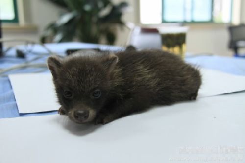 上海市民捡到“萌熊”报警 动物专家鉴定为貉