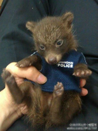 上海市民捡到“萌熊”报警 动物专家鉴定为貉