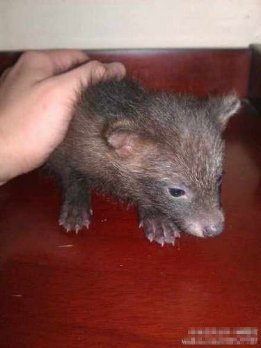 上海市民捡到“萌熊”报警 动物专家鉴定为貉