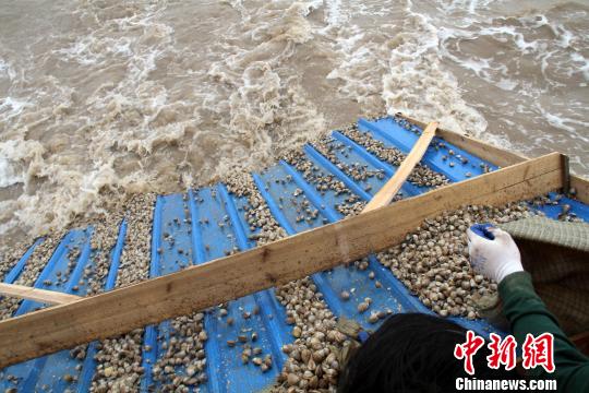 上海首次实施规模性贝类投放修复海洋生态环境