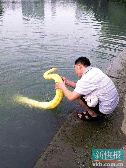 &ldquo;遛蛇哥&rdquo;带着黄金蟒在公园洗澡（2012年图）。