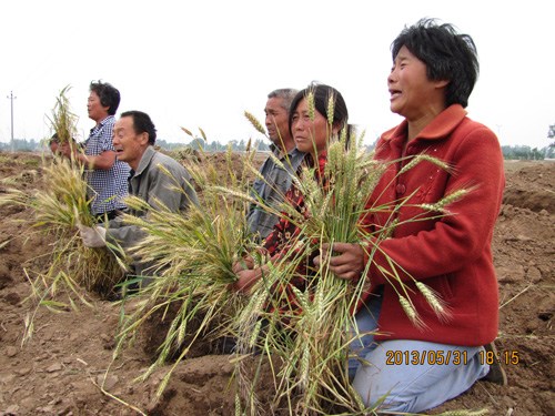 河北曲周300亩农田作物被毁村民跪地哭诉(图)