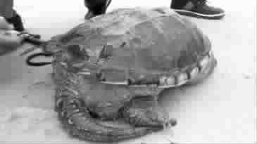 淀浦河中抓获10.5公斤重鳄龟