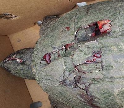 准备产卵母龟遭虐杀。台湾“苹果日报即时新闻网”