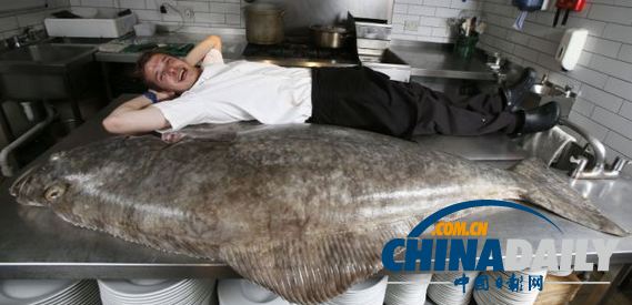 英国巨型比目鱼比厨师身高还长 可供300人享用
