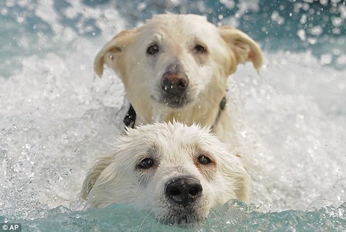两只宠物犬参加跳水比赛。