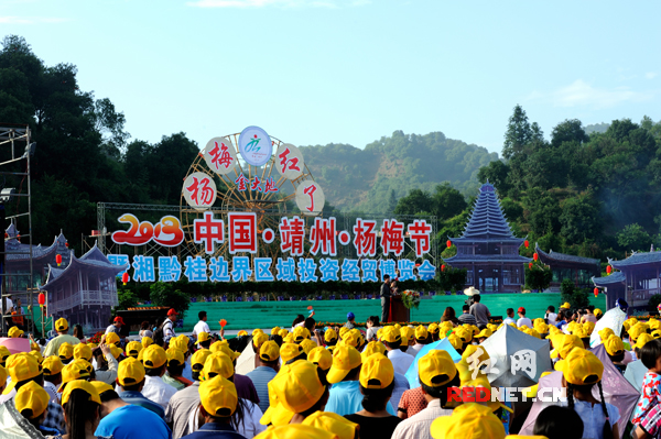 2013靖州杨梅节开幕嘉宾上山体验采摘新鲜杨梅