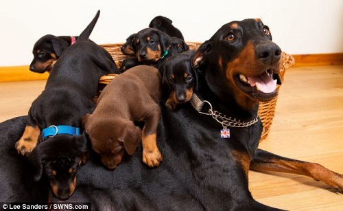“英雄”狗妈妈带来惊喜 连产13只小狗崽(组图)