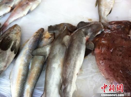 浙江舟山夜排档售濒危动物双髻鲨 官方称可食用