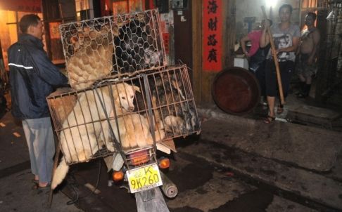 [视频]广西玉林狗肉节期间1万条狗被杀引热议