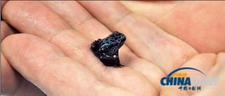英实验室培育珍稀蓝色箭毒蛙 一只可毒死10人