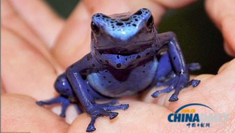 英实验室培育珍稀蓝色箭毒蛙一只可毒死10人