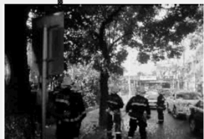 长沙德雅路 行道树 冒烟 专家:空心树高温天会自