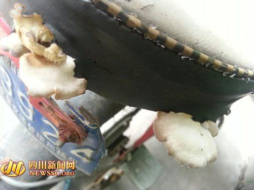电瓶车后座长出蘑菇（秦女士供图）
