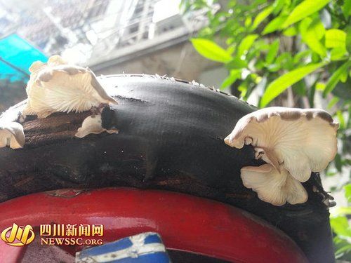 电瓶车后座长出蘑菇（秦女士供图）