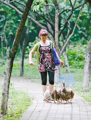 卞阿姨赶着鸭子逛公园