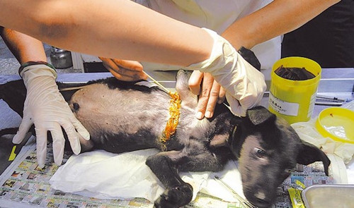 小黑狗正接受治疗。图自台媒