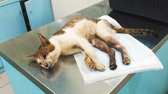 受伤的猫“大头”。联合报图