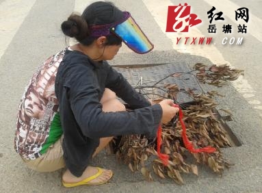 芙蓉大道荷塘段一下水道井盖缺失存安全隐患 市民盼修复