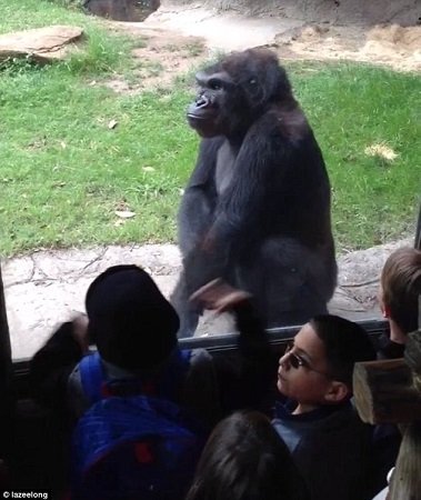 面对孩子们的“挑衅”，大猩猩不为所动