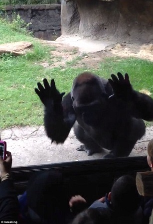 小游客吵闹大猩猩不堪其扰怒拍窗上演逆袭（图）