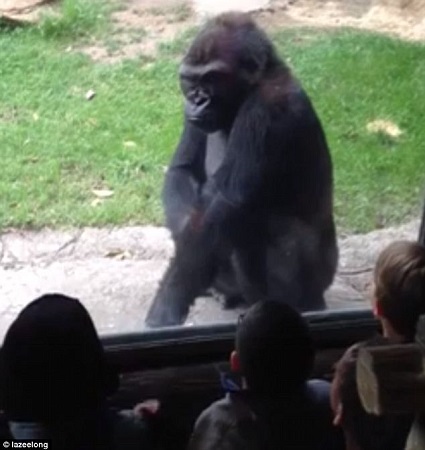 大猩猩有点不耐烦了，“嫌弃”的瞥了孩子们一眼