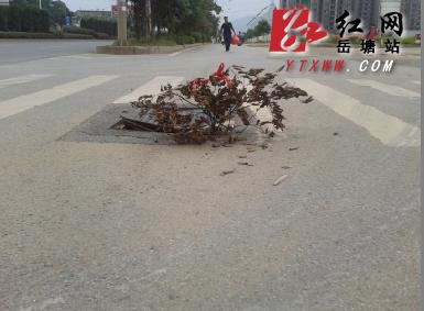 《芙蓉大道荷塘段一下水道井盖缺失存安全隐患》续：已修好