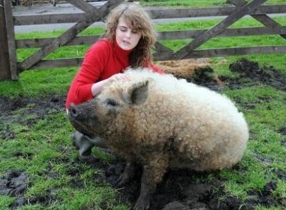 英国“草泥猪”已濒临灭绝 毛可做羊毛衫