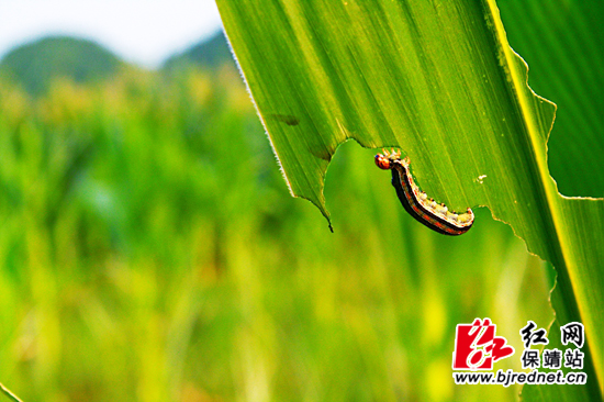 保靖:水银乡部分玉米遭虫害(组图)