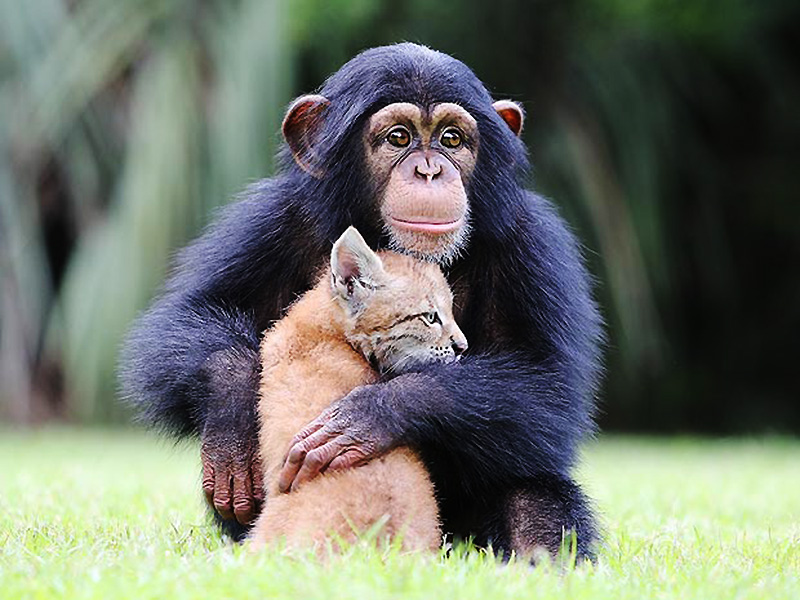 美动物园小黑猩猩与小猞猁成铁哥们 片刻不分