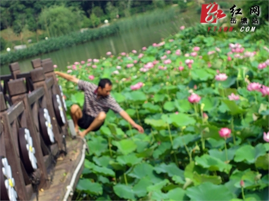 湖湘公园有人“棘手摧花”  市民呼吁文明游园