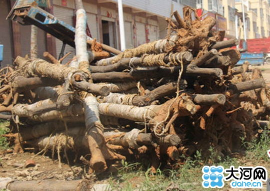 河南南阳疑为应付领导视察种近千棵无根树