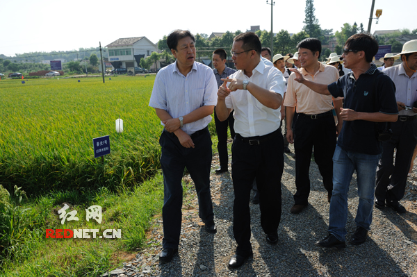 专家现场观摩长沙县的双季稻亩产高效技术攻关与技术集成示范区。