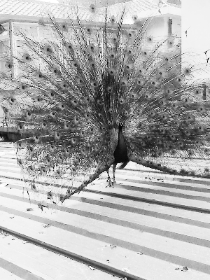 附近酒店员工曾拍下的孔雀 市民供图