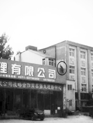 这就是那只蓝孔雀 微博截图