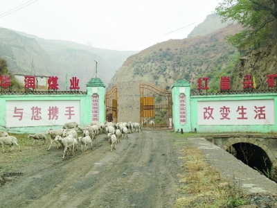 红崖头煤矿沦为当地农民的放羊场地。　记者　王文志　摄