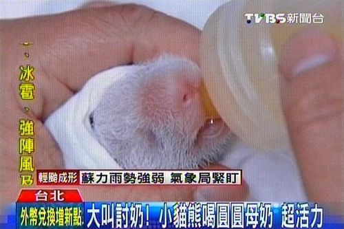 赠台大熊猫所产幼仔一天喝6次奶 超有活力