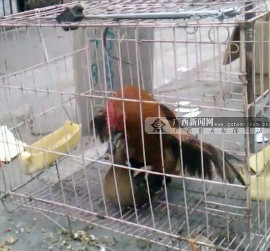 网传广西“公鸡和母鸭交配”视频 专家称不可能