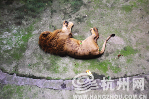 天气闷热，有游客将饮料直接倒在睡着的狮子身上。记者许康平5月底摄于杭州动物园狮山