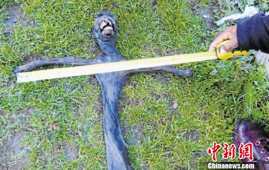 南非发现一具不明生物遗体，引发当地民众恐慌，有人称或为“外星人”。图为南非星期日泰晤士报网站配图。　网络图片　摄src=