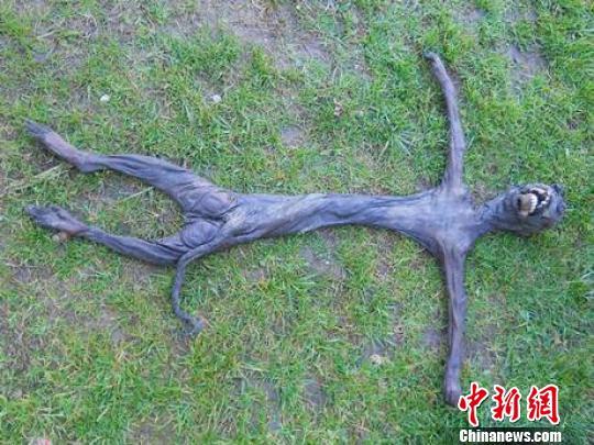 南非发现不明生物遗体，各方说法莫衷一是。图为南非独立报网站配图。　网络图片　摄src=