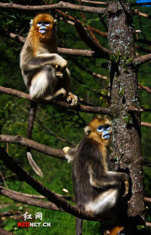 多年来采取的保护措施，使神农架现有的金丝猴种群已恢复到有1200多只。