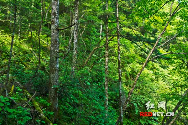 山顶的原始森林里，生长着多种珍稀树种。