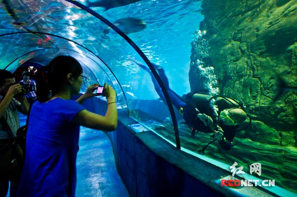 潜水员在水下走廊里与游客们互动拍照，趣味盎然。