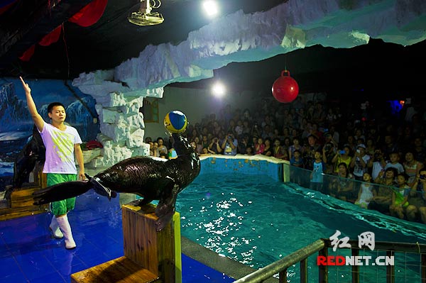 水族馆里的海狮表演。